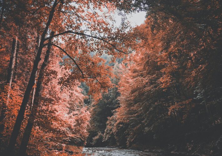 fall-in-maryland