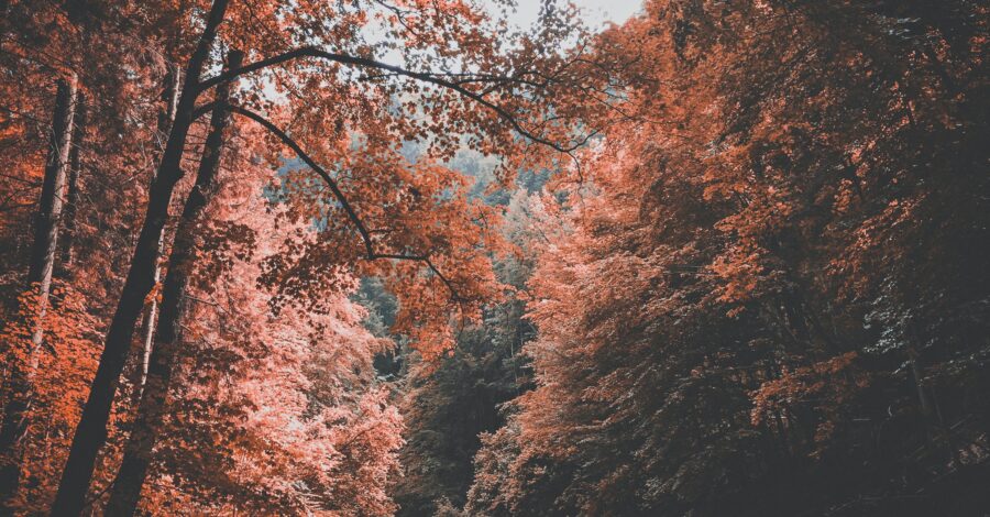 fall-in-maryland